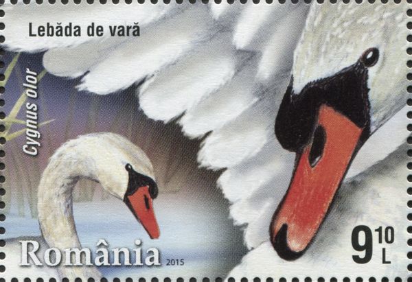 Mute Swan (Cygnus olor)