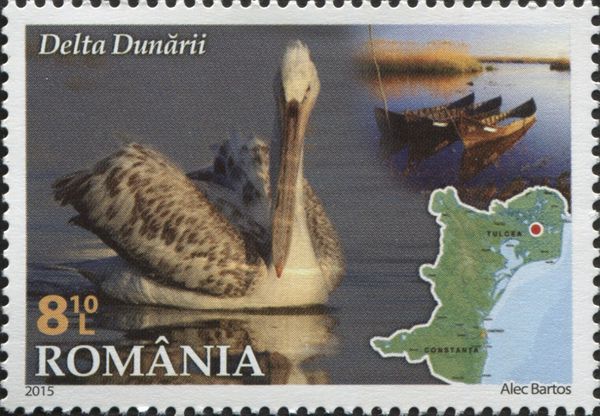 Dalmatian Pelican (Pelecanus crispus), Danube Delta