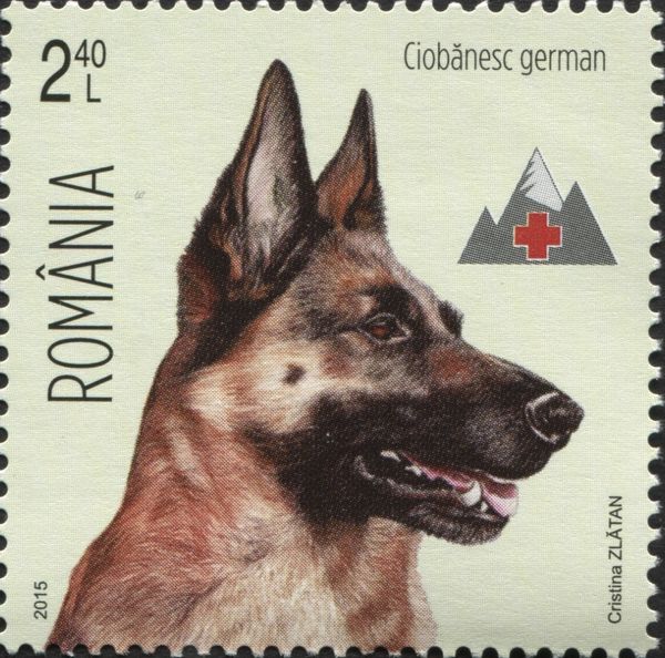 German Shepherd (Canis lupus familiaris)