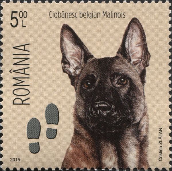 Belgian Malinois (Canis lupus familiaris), Footprints