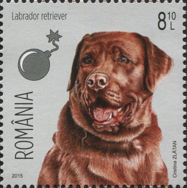 Labrador Retriever (Canis lupus familiaris), Bomb