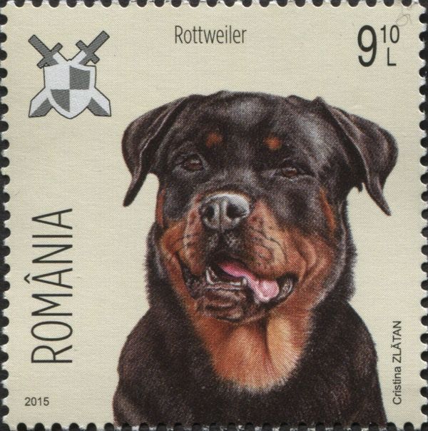 Rottweiler (Canis lupus familiaris)