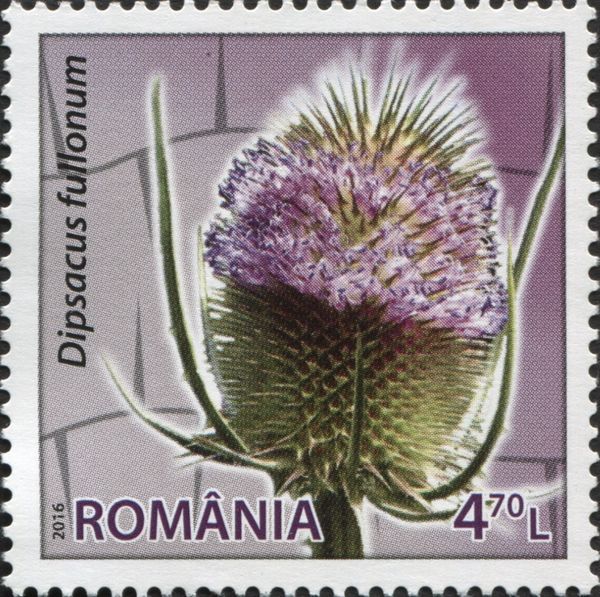 Wild Teasel (Dipsacus fullonum)