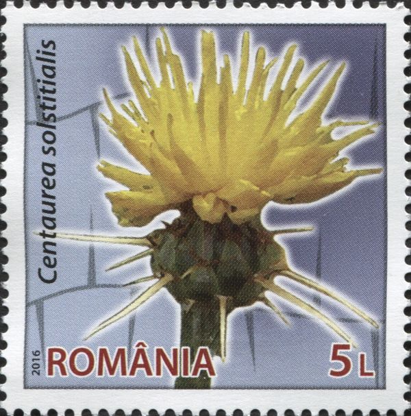 Yellow Star-thistle (Centaurea solstitialis)