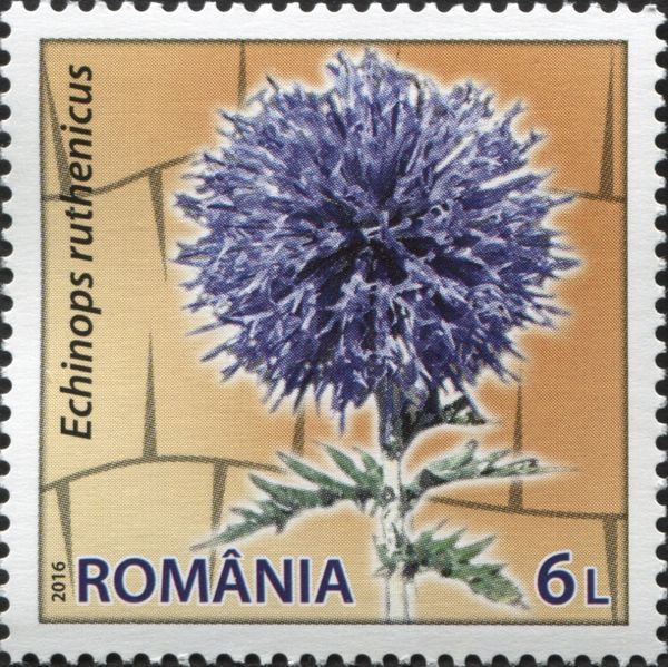 Southern Globethistle (Echinops ruthenicus)
