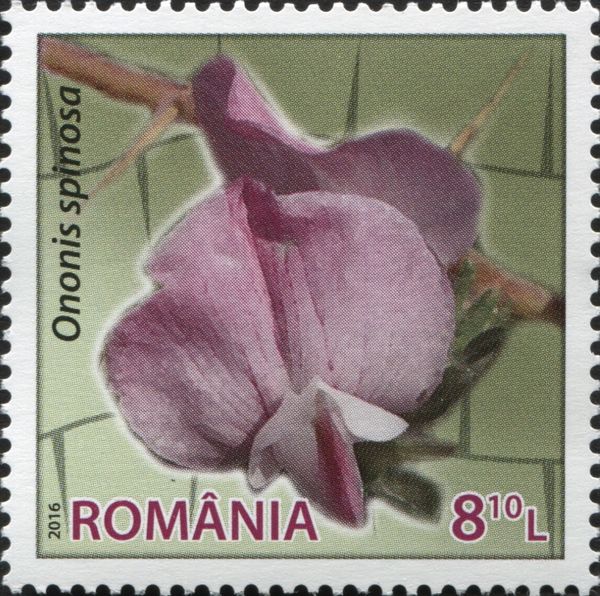Spiny Restharrow (Ononis spinosa)
