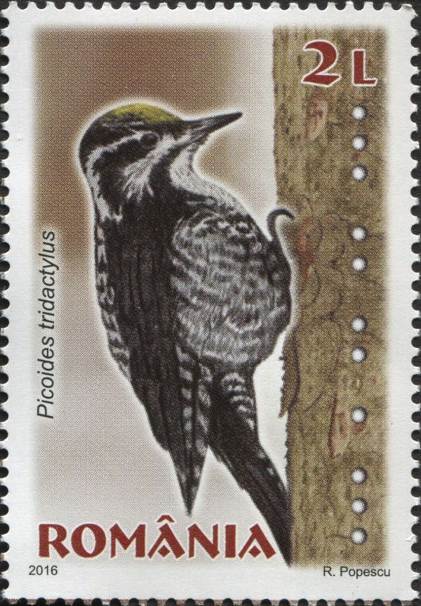Eurasian Three-toed Woodpecker (Picoides tridactylus)