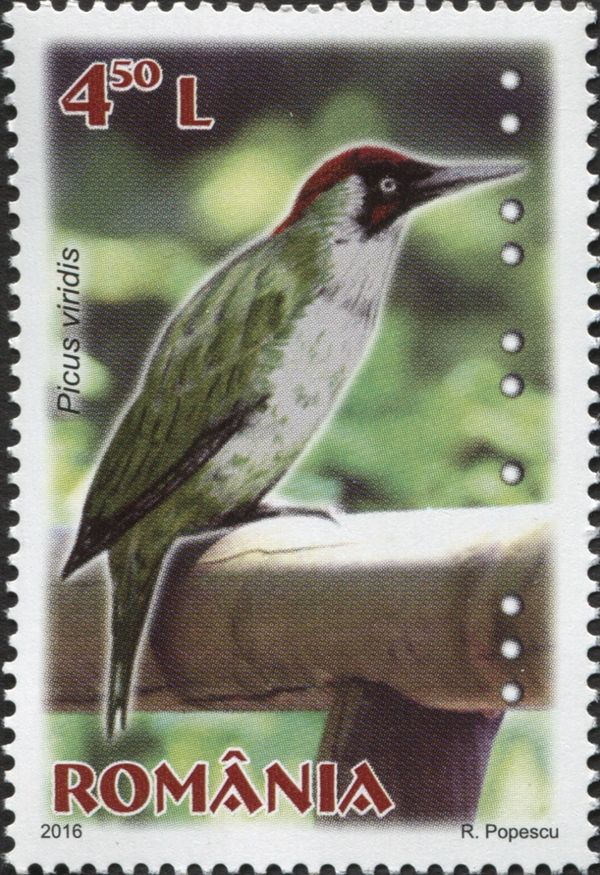 European Green Woodpecker (Picus viridis)