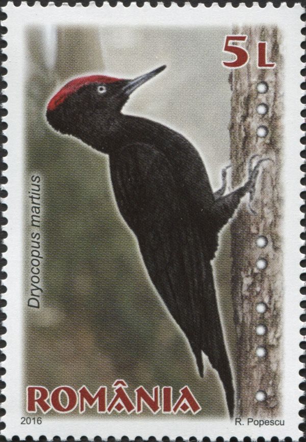 Black Woodpecker (Dryocopus martius)