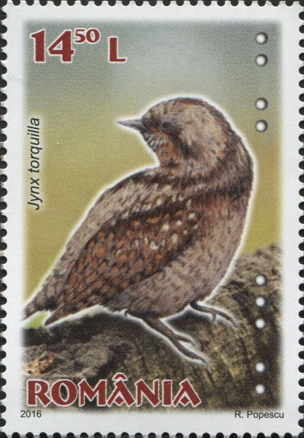 Eurasian Wryneck (Jynx torquilla)