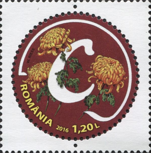 Letter C and Garden Chrysanthemum (Chrysanthemum hortorum)