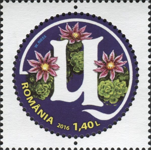Letter U and Common Houseleek (Sempervivum tectorum)