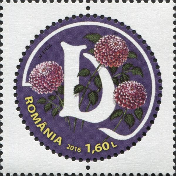 Letter D and Garden Dahlia (Dahlia variabilis)
