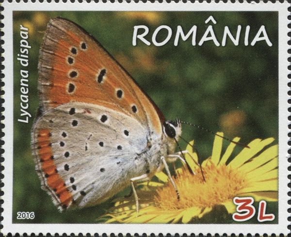 Large Copper (Lycaena dispar)