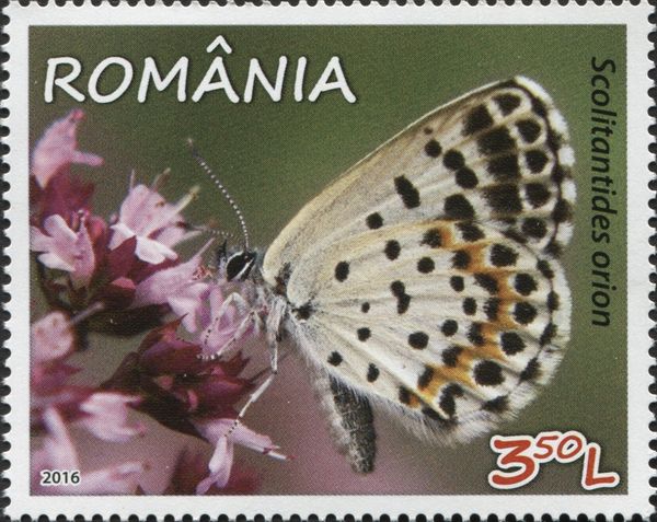 Chequered Blue Butterfly (Scolitantides orion)