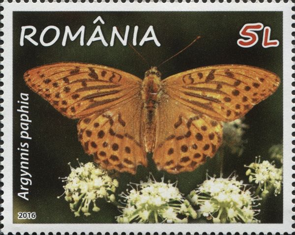 Silver-washed Fritillary (Argynnis paphia)