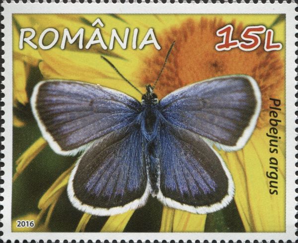 Silver-studded Blue (Plebejus argus)