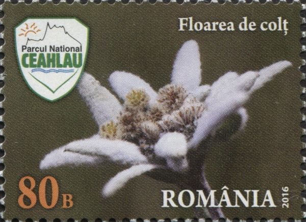 Edelweiss (Leontopodium alpinum)