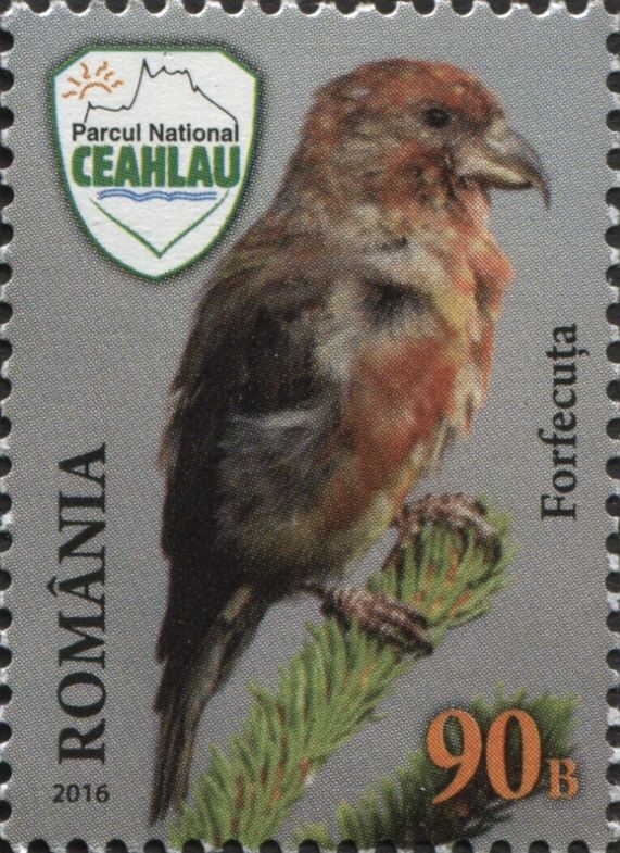 Red Crossbill (Loxia curvirostra)