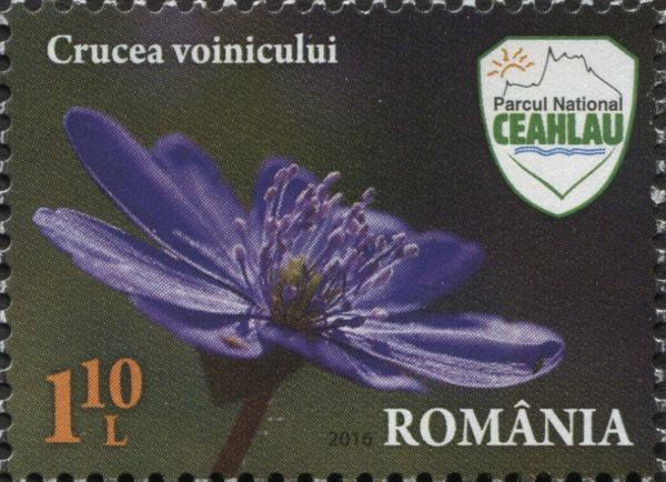 Hepatica transsilvanica Fuss