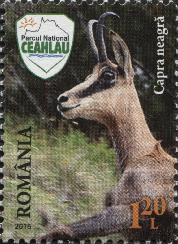 Chamois (Rupicapra rupicapra)