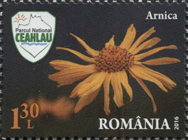 Arnica (Arnica montana)
