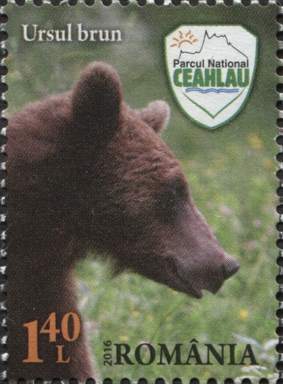 Brown Bear (Ursus arctos)