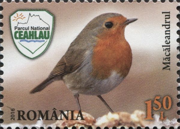 European Robin (Erithacus rubecula)