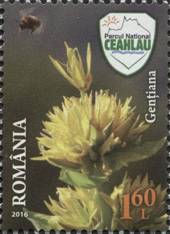 Great Yellow Gentian (Gentiana lutea)
