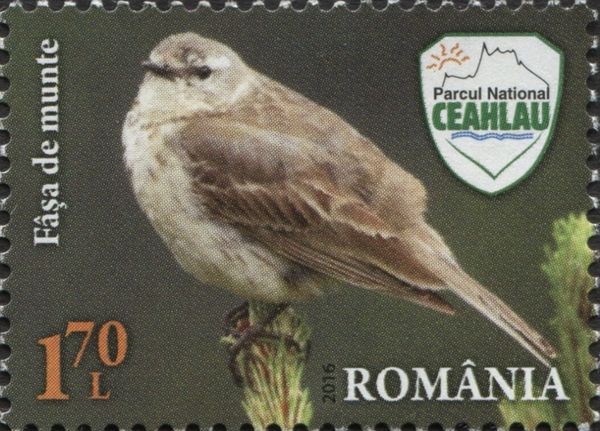 Water Pipit (Anthus spinoletta)