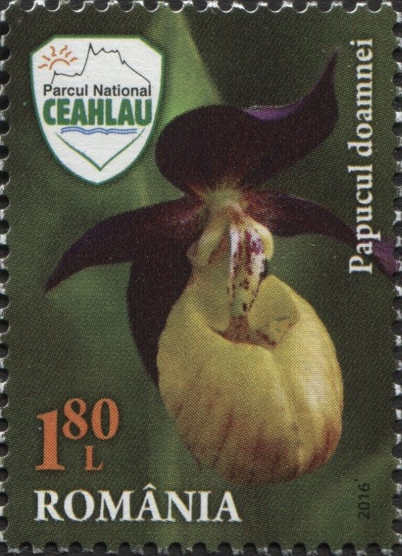 Lady’s Slipper Orchid (Cypripedium calceolus)