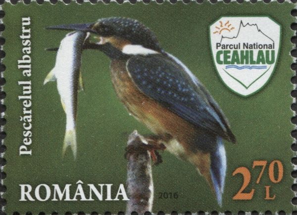 Eurasian Kingfisher (Alcedo atthis)