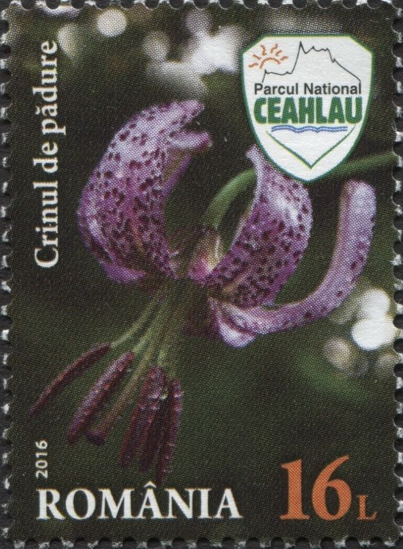 Turk’s Cap Lily (Lilium martagon)