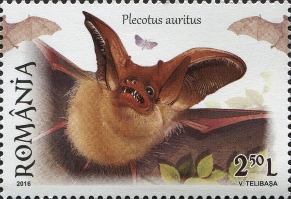Brown Long-eared Bat (Plecotus auritus)