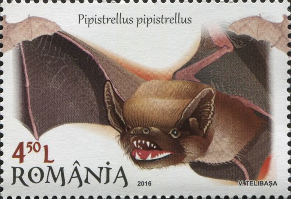 Common Pipistrelle (Pipistrellus pipistrellus)