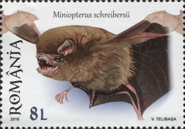 Schreibers's Long-fingered Bat (Miniopterus schreibersii)