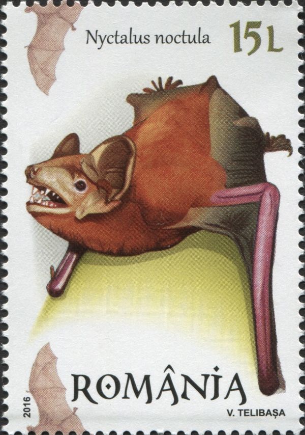 Common Noctule (Nyctalus noctula)