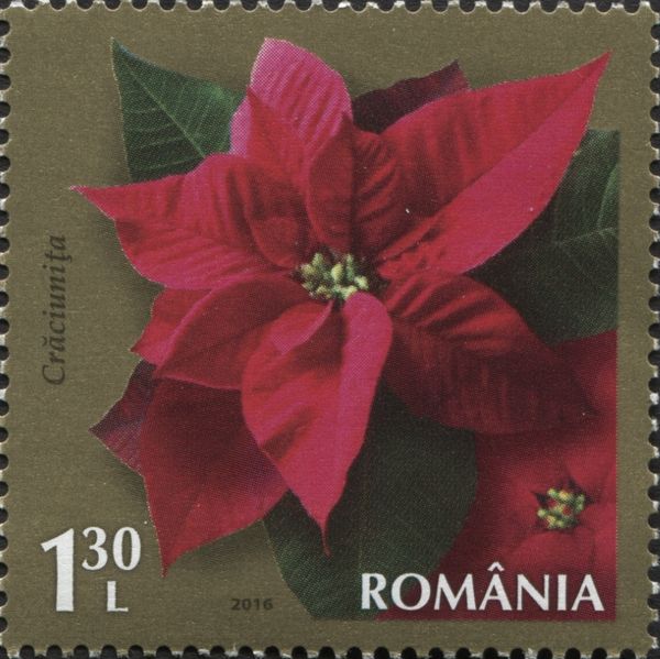 Christmas Star (Euphorbia pulcherrima)