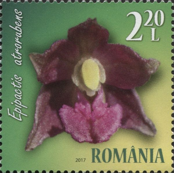 Dark Red Helleborine (Epipactis atrorubens)