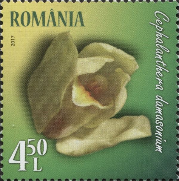 White Helleborine (Cephalanthera damasonium)