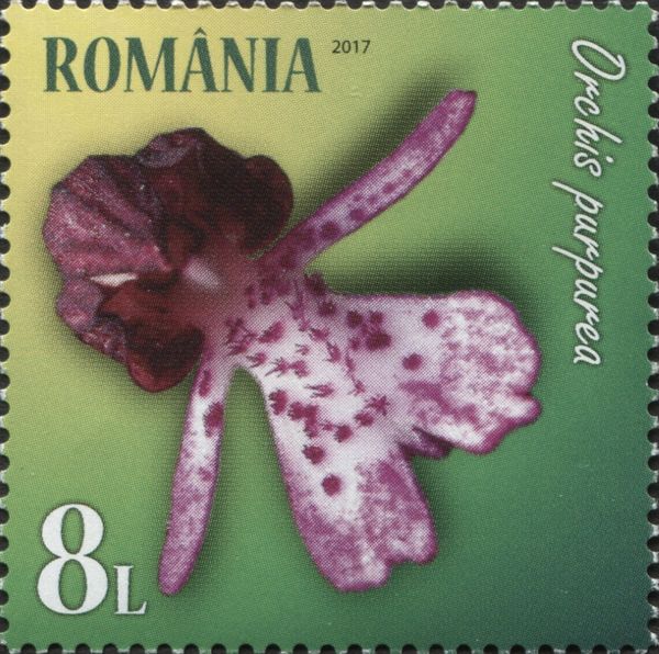 Lady Orchid (Orchis purpurea)