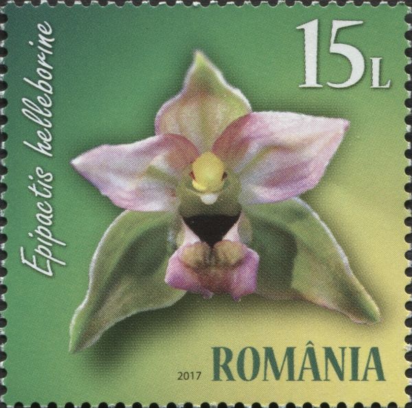 Broad-leaved Helleborine (Epipactis helleborine)
