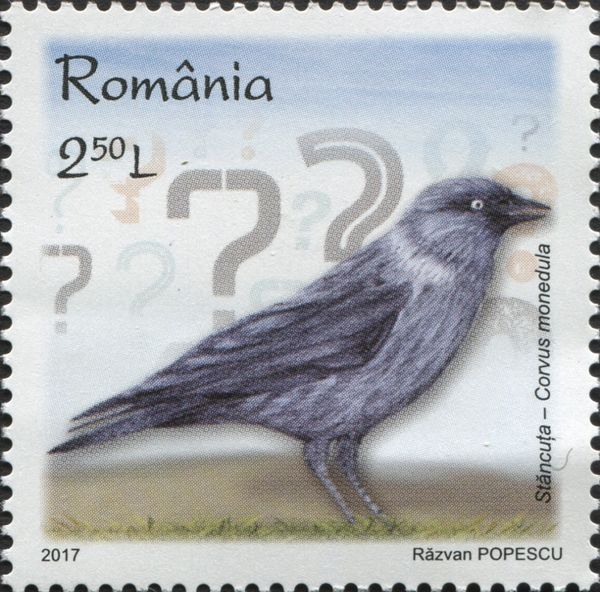 European Jackdaw (Corvus monedula)