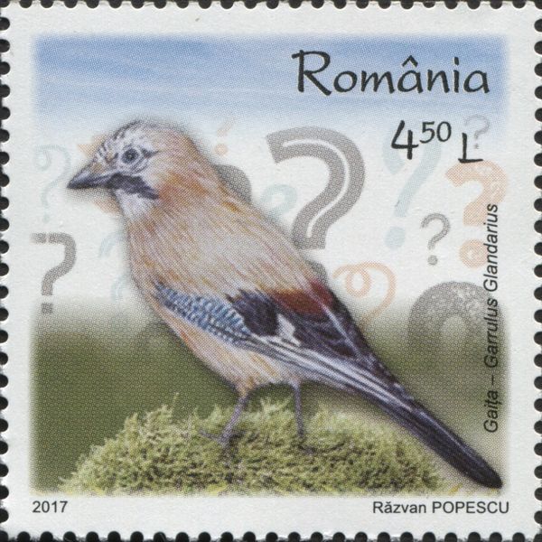 Eurasian Jay (Garrulus glandarius)