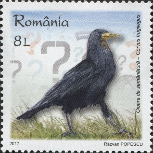Rook (Corvus frugilegus)