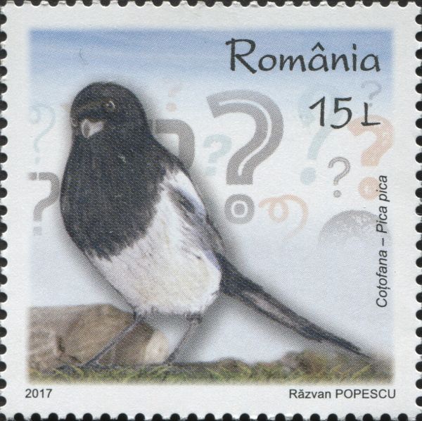 Common Magpie (Pica pica)