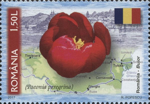 Romania - Byzantine Peony (Paeonia peregrina)