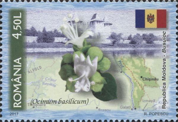 Moldova - Basil (Ocimum basilicum)