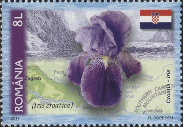Croatia - Croatian Iris (Iris croatica)