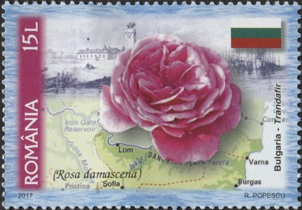 Bulgaria - Damask Rose (Rosa x damascena)